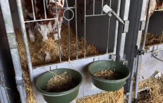 Sonderanfertiung Tür für Kälberbox